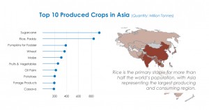 Rice is the primary staple for more than half the world’s population, with Asia representing the largest producing and consuming region.